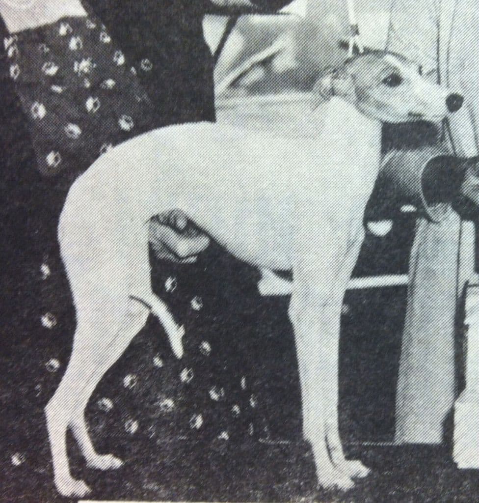 Hillengold's White Magic 1