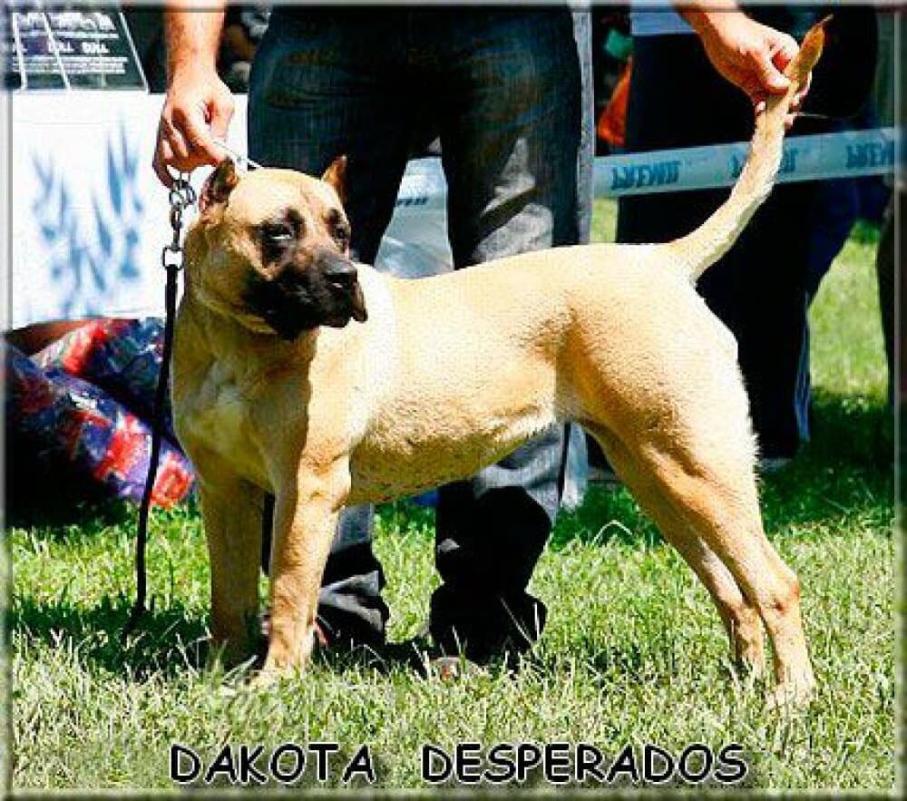 DAKOTA DE LOS DESPERADOS 1