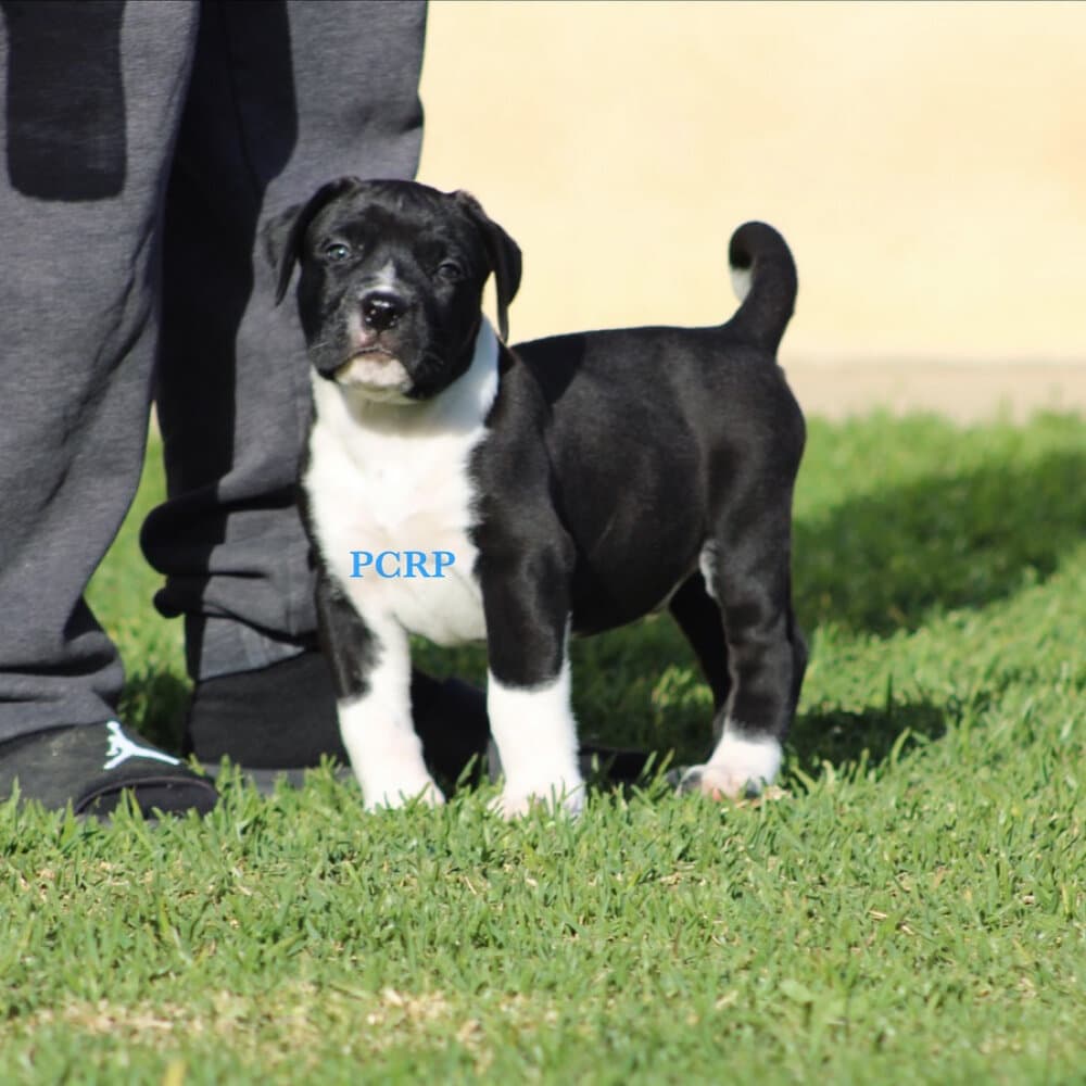 ARGENTO DE PCRP KENNEL 1