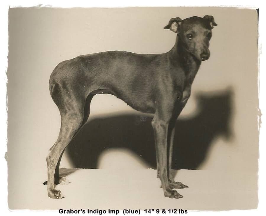 Grabor Indigo Imp 1