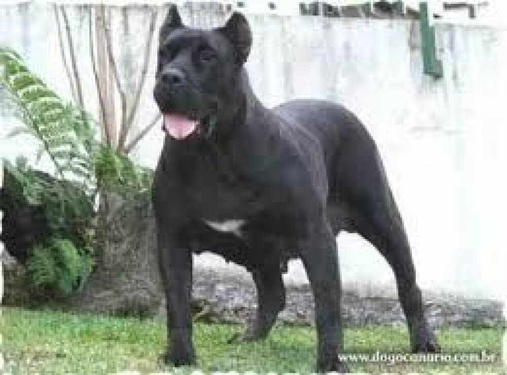HIDA DE DOG REAL 1
