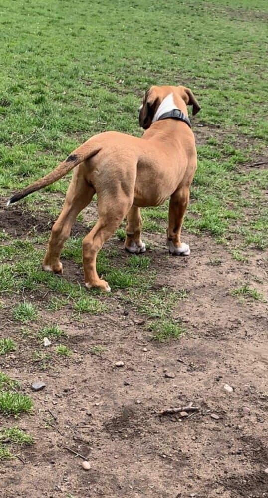 PERRO DE PATINO 1