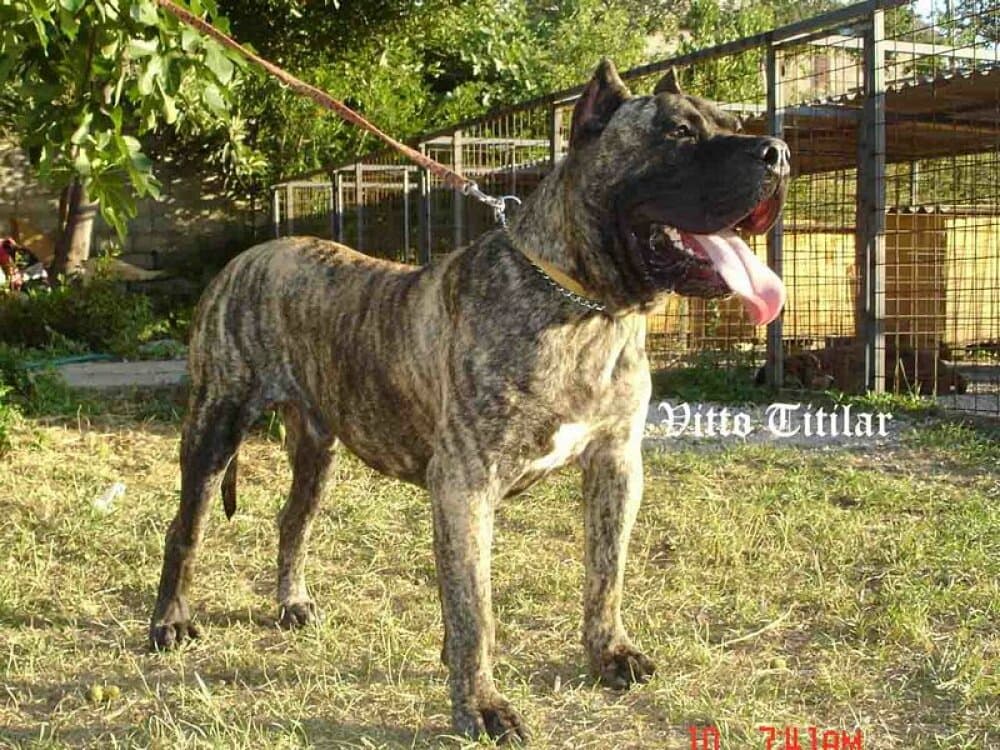VITTO TITILAR (TORO) 1