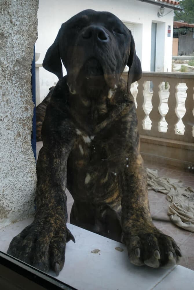 NALON DEL XAGOTERO 1