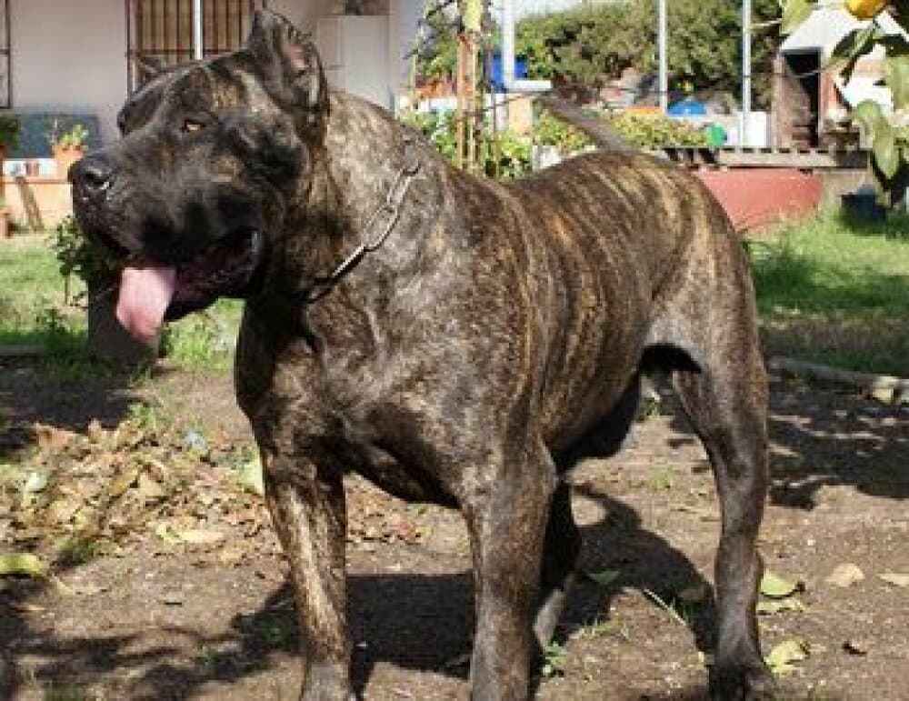 ELSA DE BARNACAN BULL 1