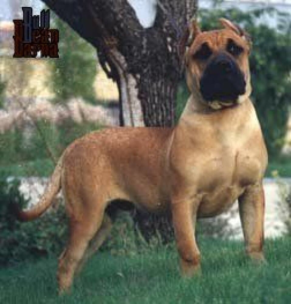 CURRITO DE BARNACAN BULL 1