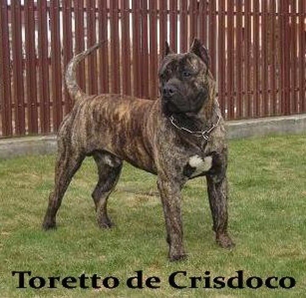TORETTO DE CRISDOCO 1