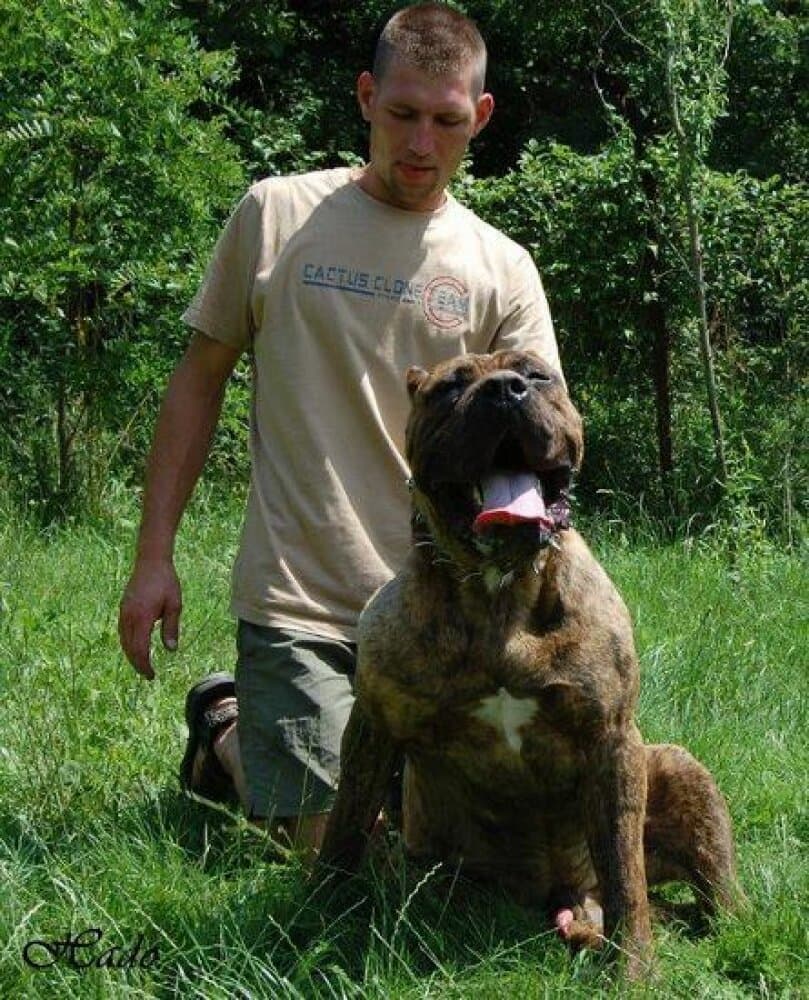 GUARDIA DE HADO BRUNO 1