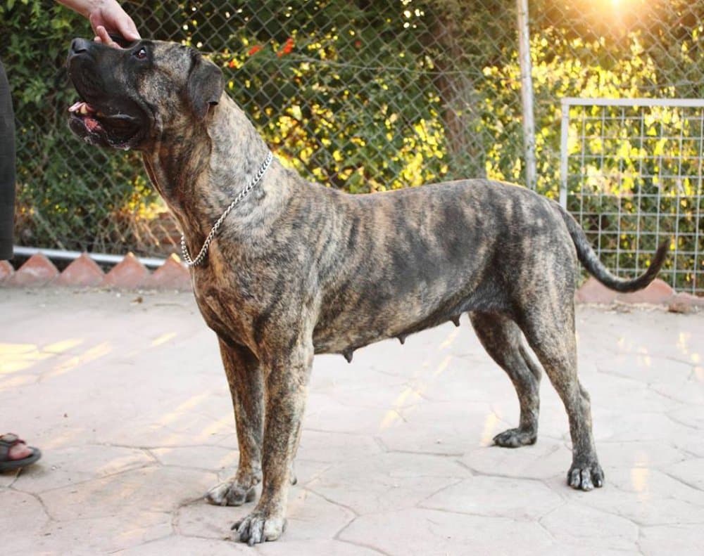 BERETTA BALUARTE DE LOS PERROS 1