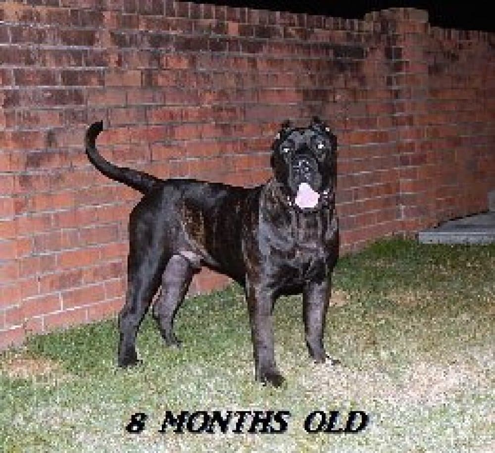 GEHENNA DE AMERICAN BRED KENNEL 1