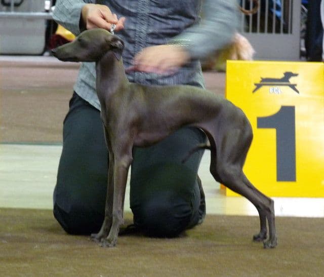Elphie De Magistris 1