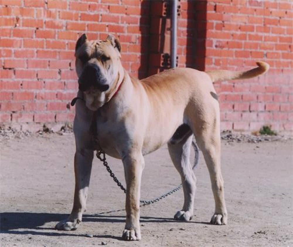 SANTOS DE KING ZULU 1