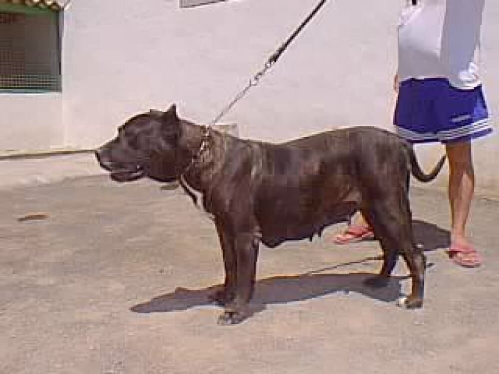 IRGA DE HARIDIAN DEL VALLE 1