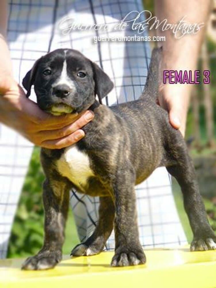 K-FEMALE 3 DE GUERRERO DE LAS MONTANAS 1