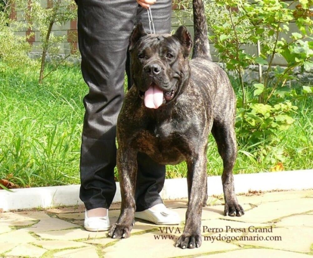VIVA PERRO PRESA GRAND 1