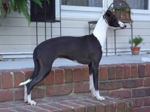 Bo-Bett's Starting Point 1