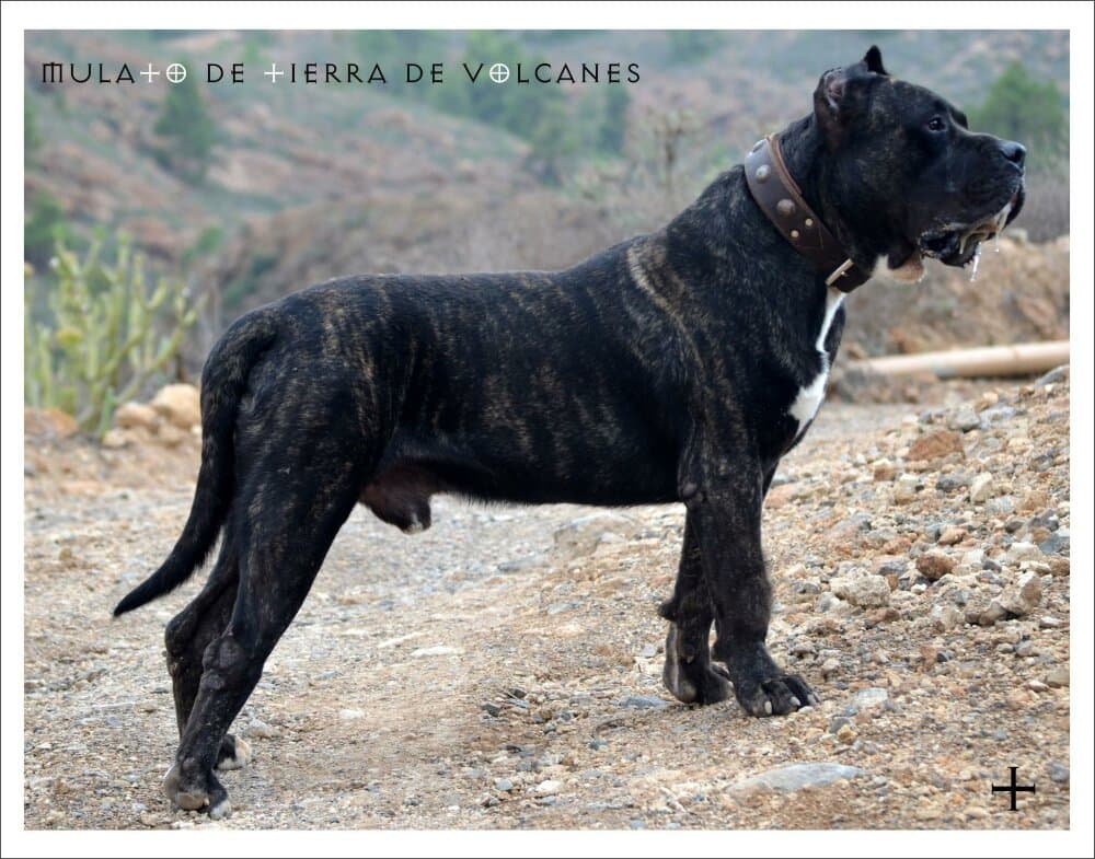MULATO DE TIERRA DE VOLCANES 1