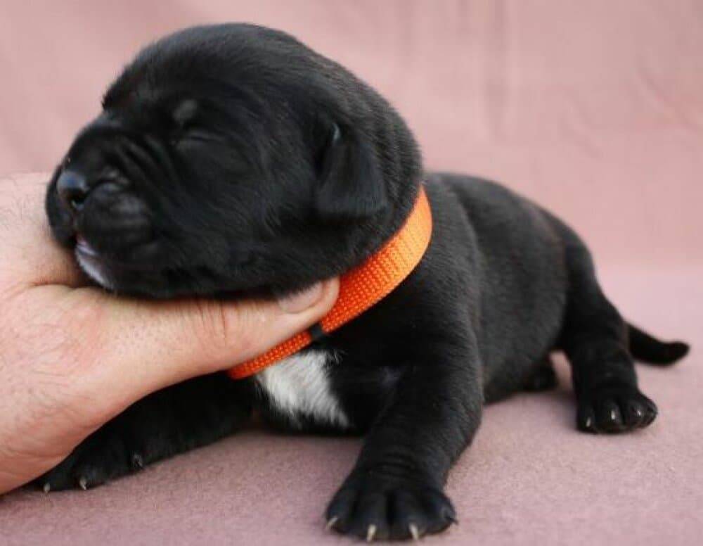 BOSS BULL CANARIO SABA 1