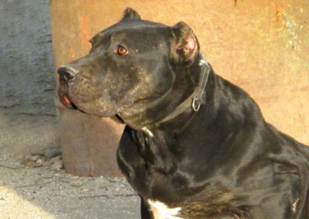 ALICIA DE KING ZULU 1
