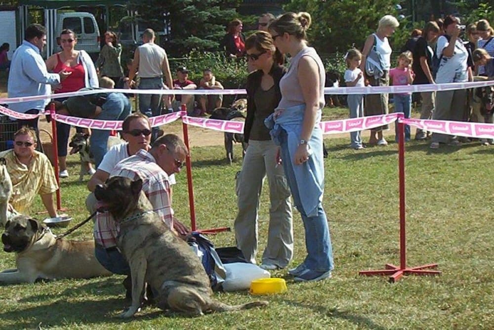 GOTYK KOZIOLKOWA DOLINA 1