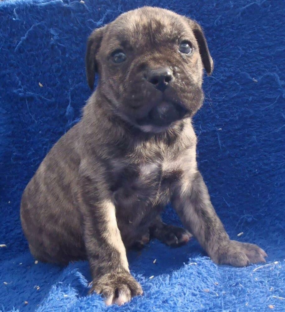 GIGANTOSTARDES CLYDE (CAINE) 1