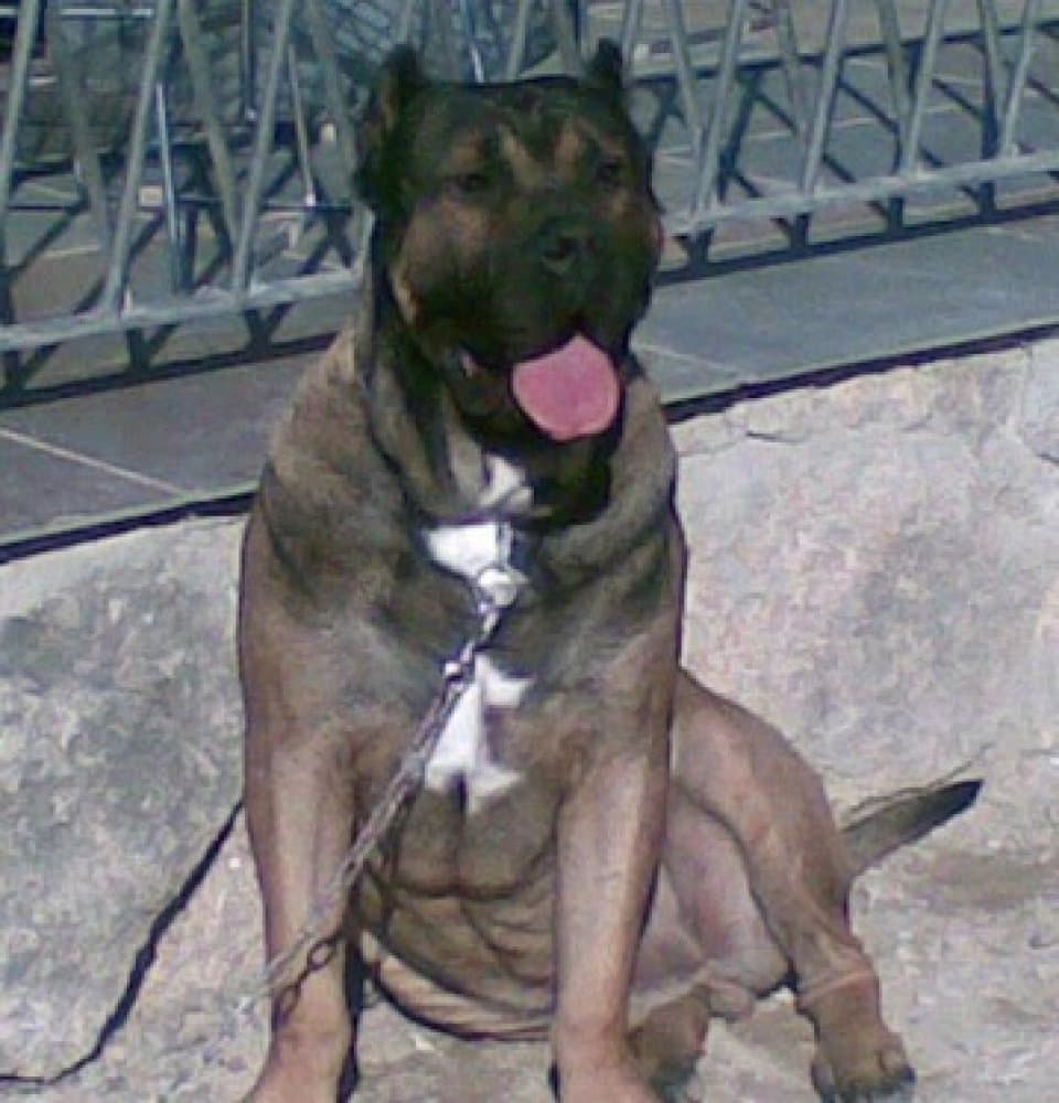 ORLANDO DE KING ZULU 1
