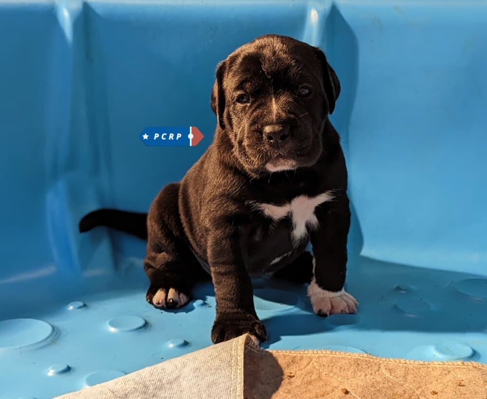 FENIX DE PCRP KENNEL 1