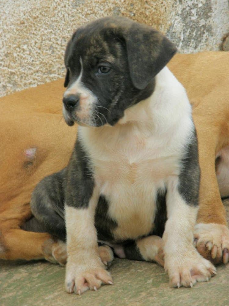 JUDAS DE REGANADOS 1