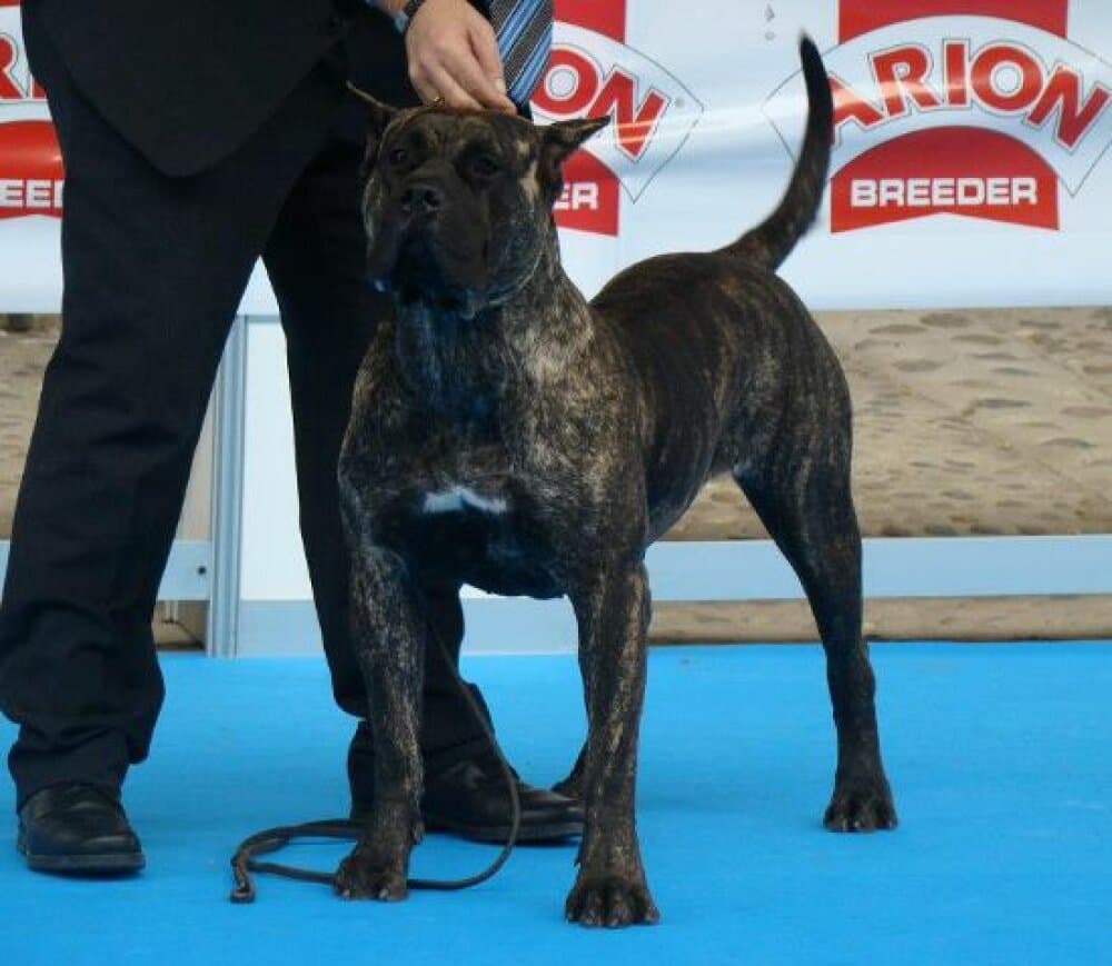 YARA DE SAMCOR 1