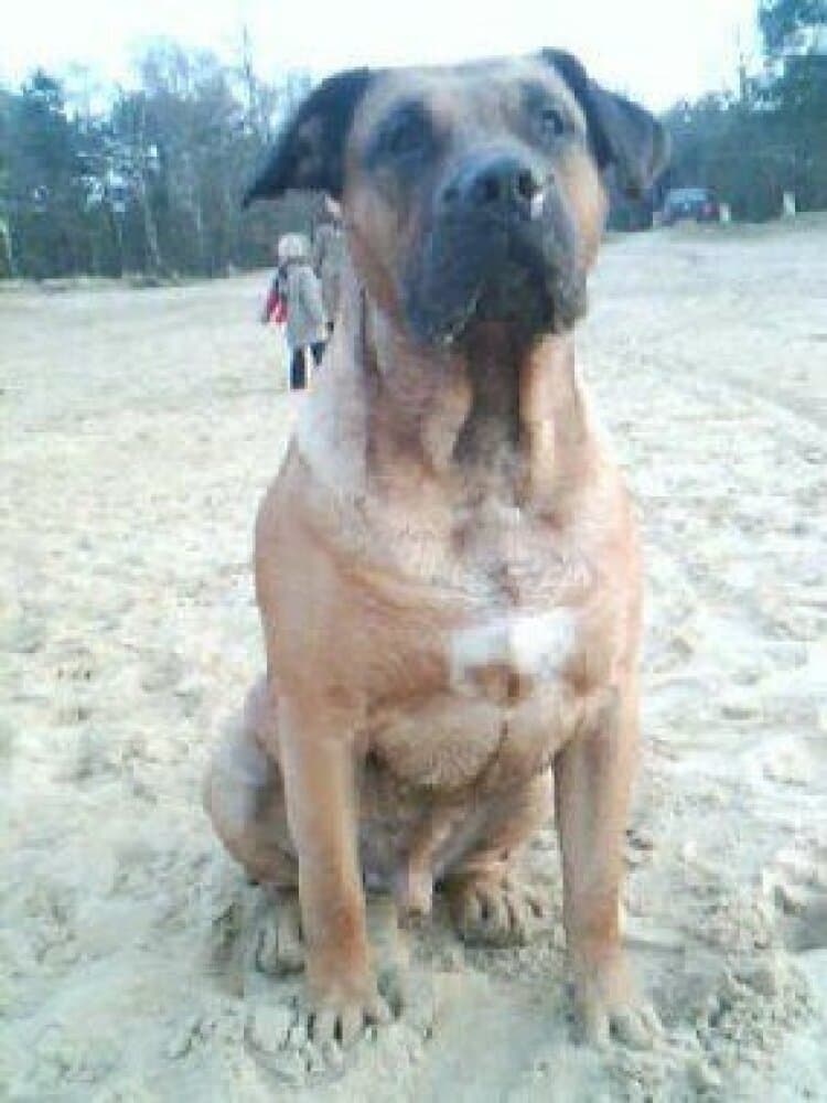 BANDITO EL PERRO DIABLO 1