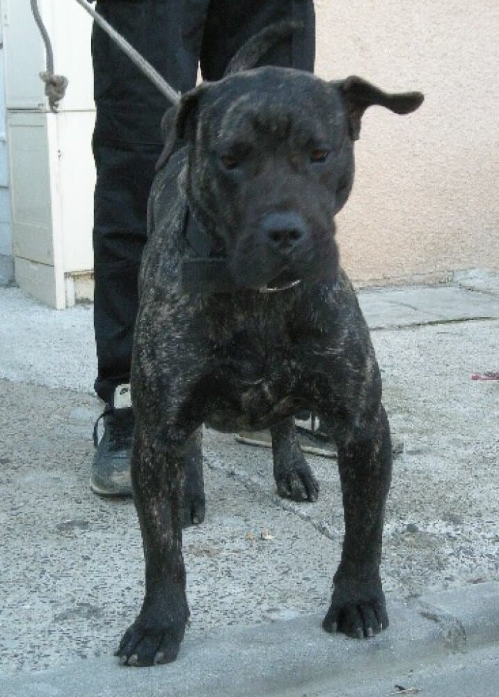 KIA DE BARNACAN BULL 1