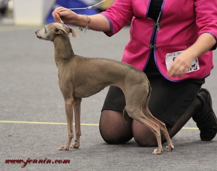 Abolla Lady Von Lampola 1