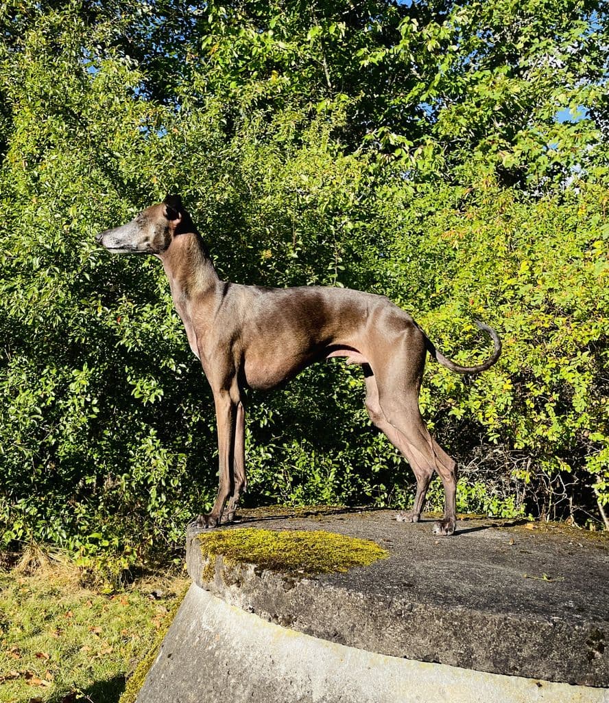 Augustimåne's Jidder 1