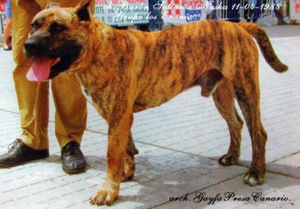 BARON (DE LOS ENANOS) 1