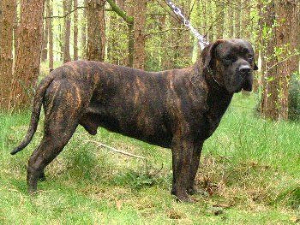 VIGO DE BARNACAN BULL 1