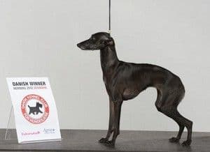 Il Cagnolino Gemma 1