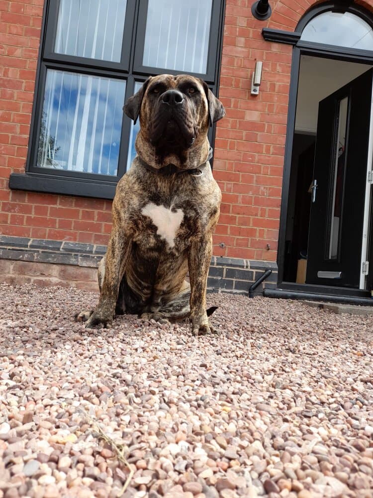 BOSS BULL CANARIO COBRA 1