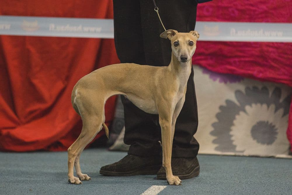 House Of Hounds Tayra 1