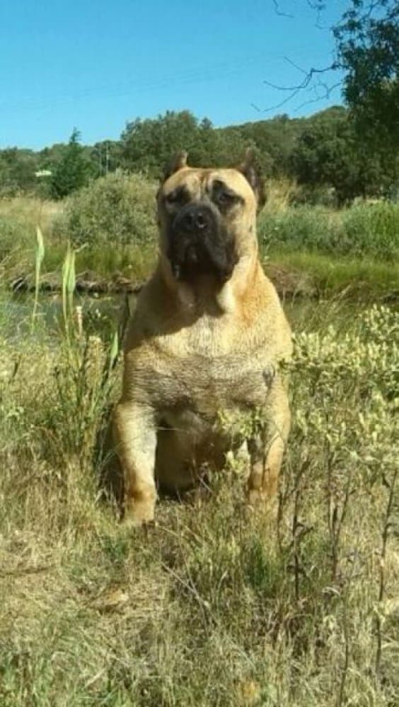 MILAGRO DE BARNACAN BULL 1