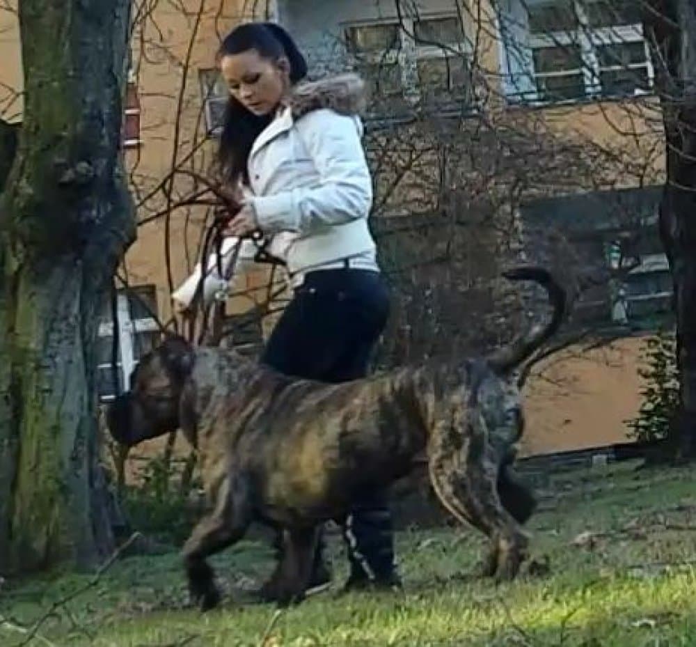 BOSS BULL CANARIO FOREST (BABY) 1