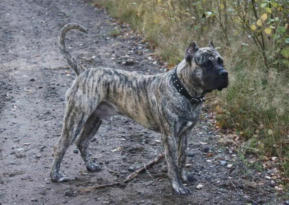 RED STAR KATUR (BRUNO) 1