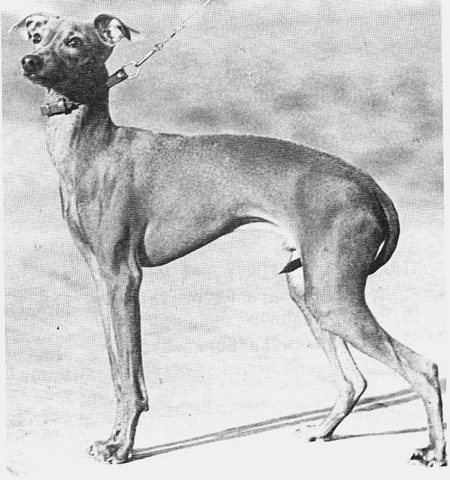 Ikar Gerenuk 1