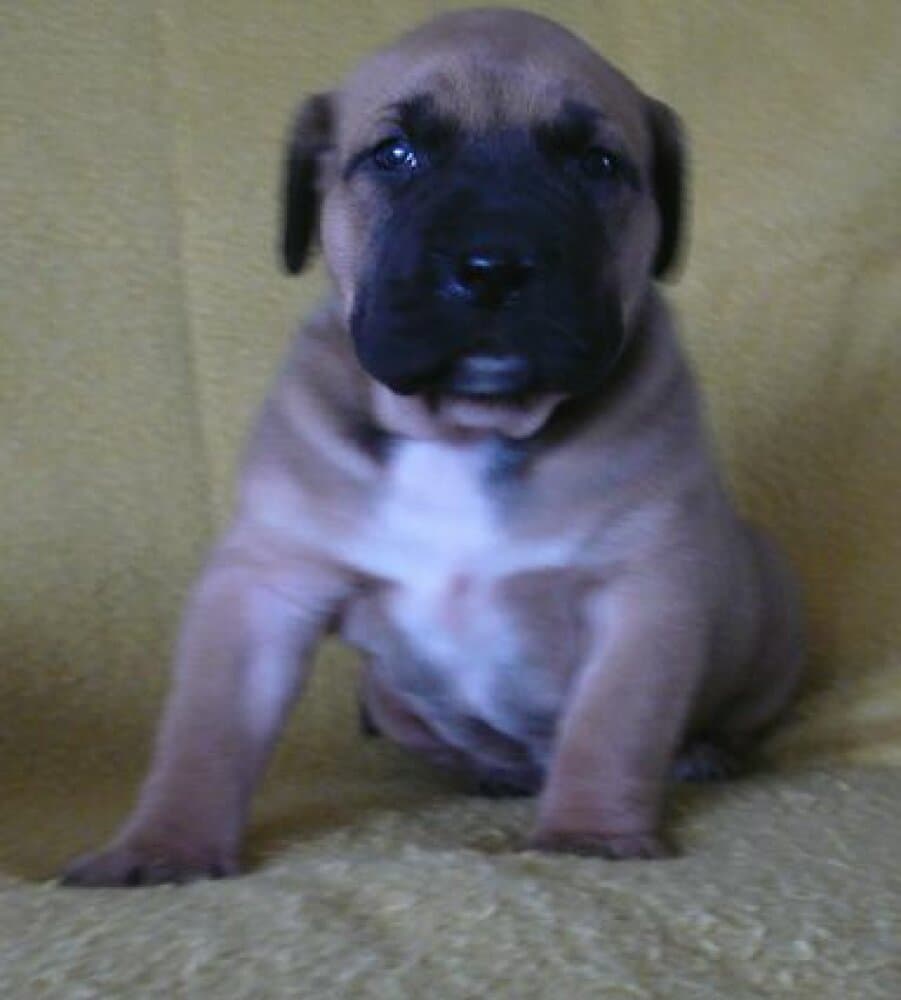 ANITA VALACHIADOG 1