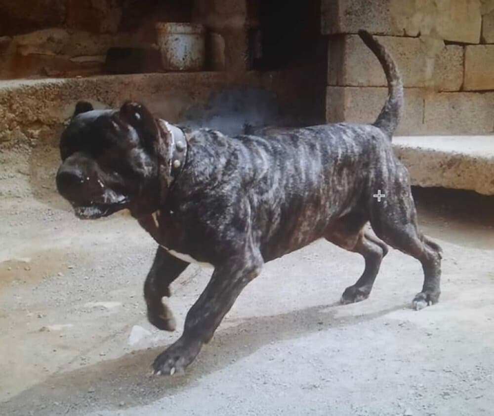 DRAGO DE EL RUBIO 1