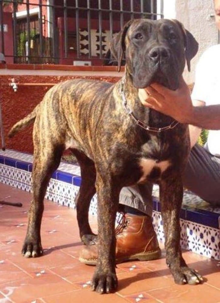CAROLA DE LOS CARDONES 1