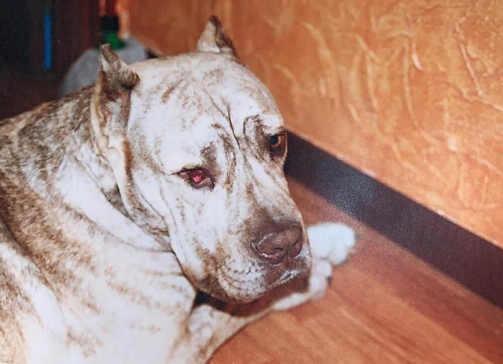 TIGRE DE KING ZULU 1