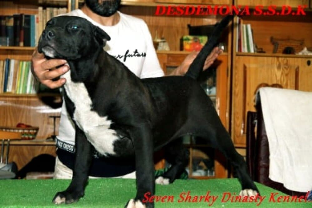 DESDEMONA OF SEVEN SHARKY DINASTY 1