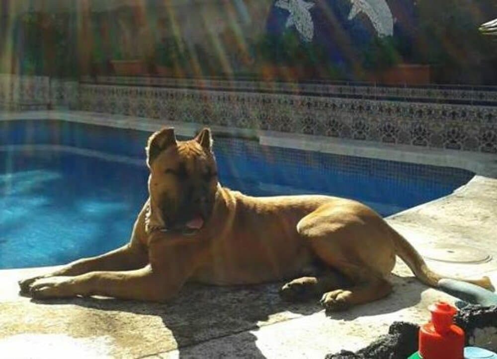 BULMI DEL ZUMACAN 1