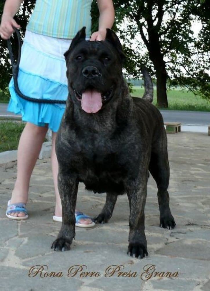 RONA PERRO PRESA GRAND 1