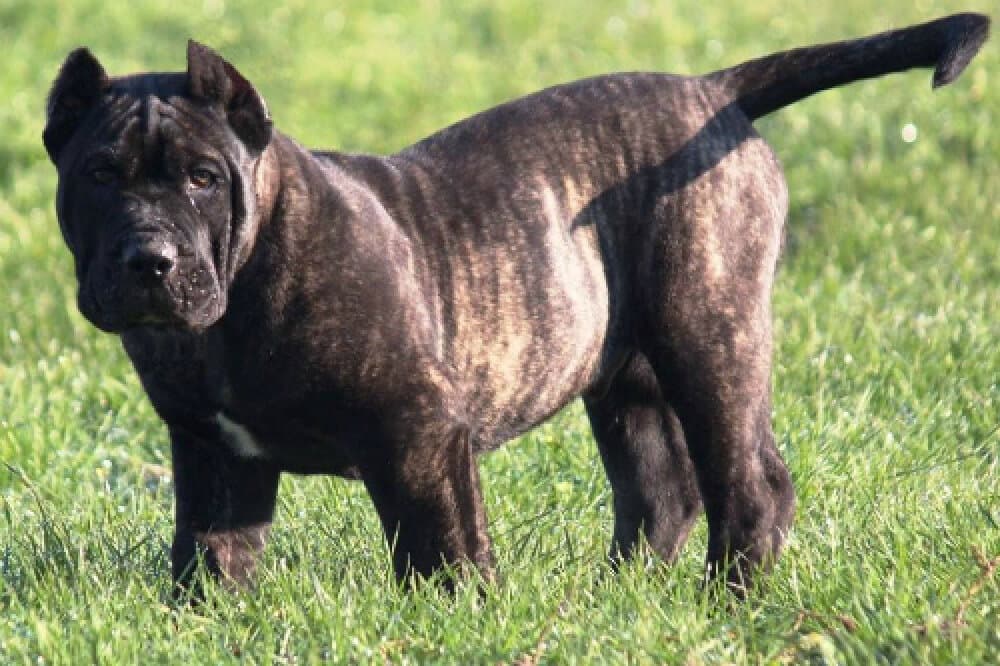 BOSS BULL CANARIO UNICUM (DUMPER) 1